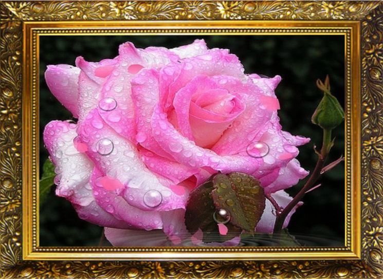 NR-38 Алмазная мозаика Милато "Розовая нега"